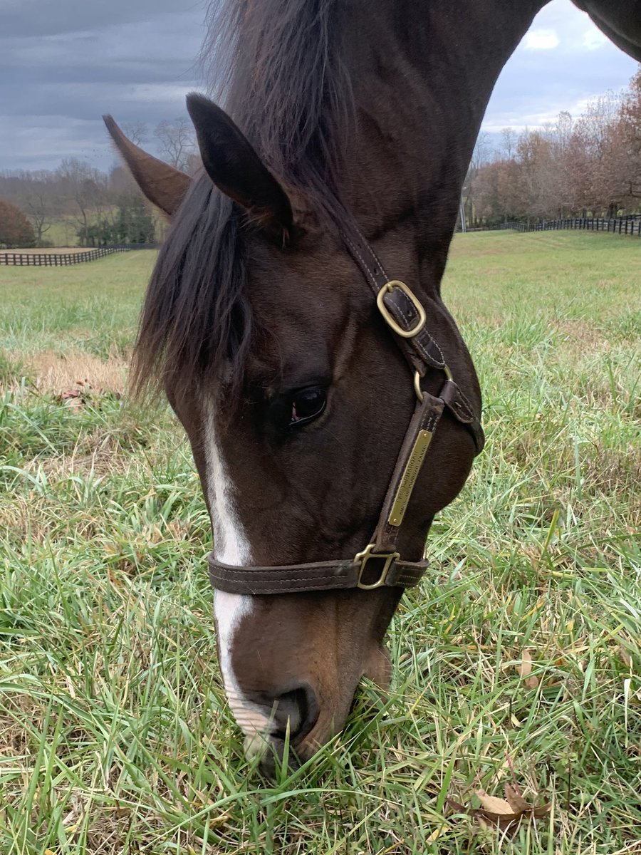 So excited to welcome FIRST PHAROAH to the family - can’t wait to see what he becomes! (American Pharoah x Kakadu) #americanpharoah #racehorse #thoroughbred @coolmoreamerica @coolmorestud @twienold