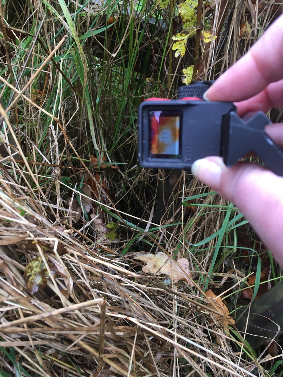 HarvestMiceDVN's tweet image. Here’s a picture of the fresh harvest mouse breeding nest taken this morning. Next to it is how it looked through a thermal sensor. I think it would have glowed more if there were still babies in it, but it’s very small and tight, plus obviously warmer so it’s a possibility.