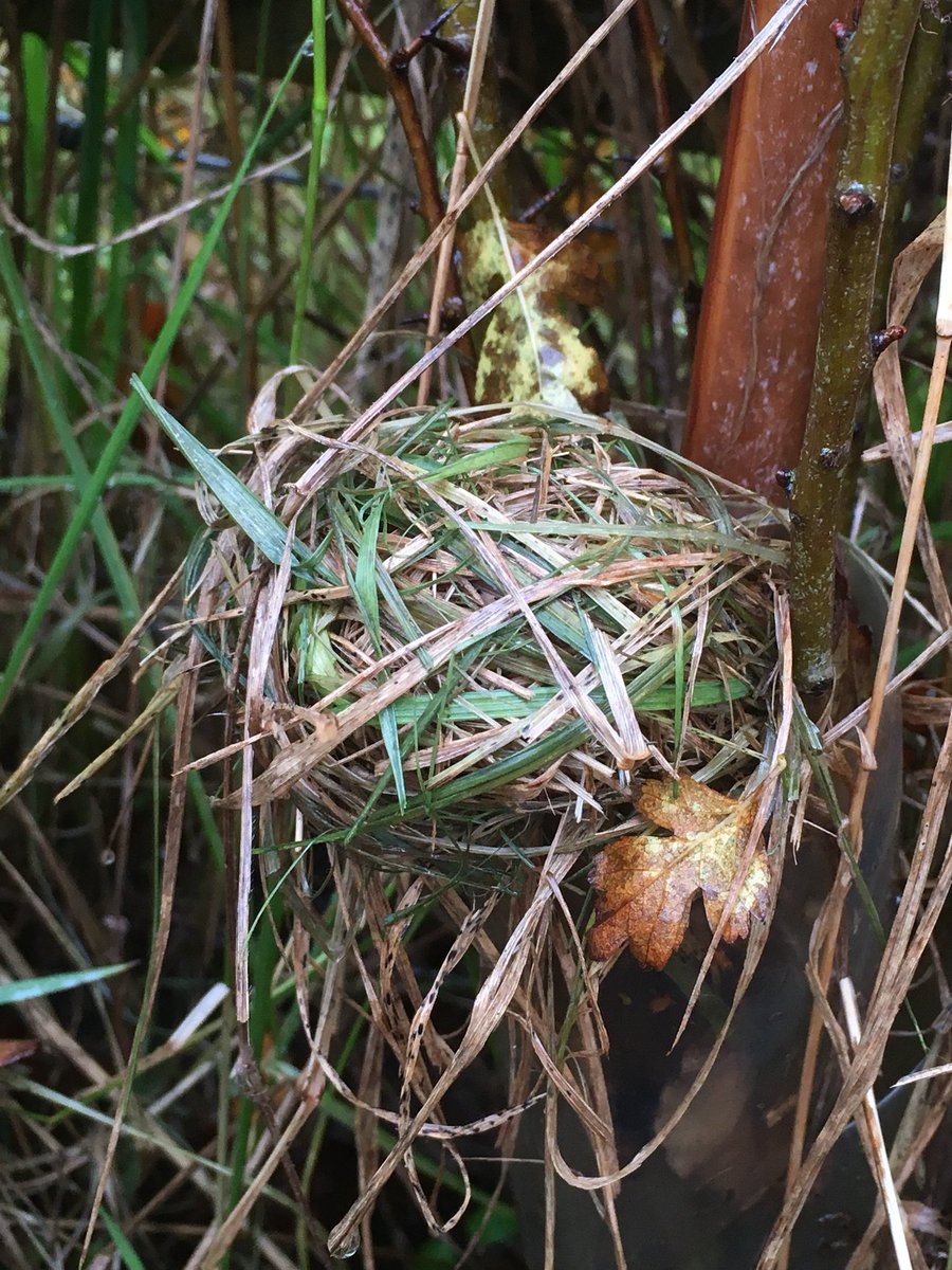 HarvestMiceDVN's tweet image. Here’s a picture of the fresh harvest mouse breeding nest taken this morning. Next to it is how it looked through a thermal sensor. I think it would have glowed more if there were still babies in it, but it’s very small and tight, plus obviously warmer so it’s a possibility.