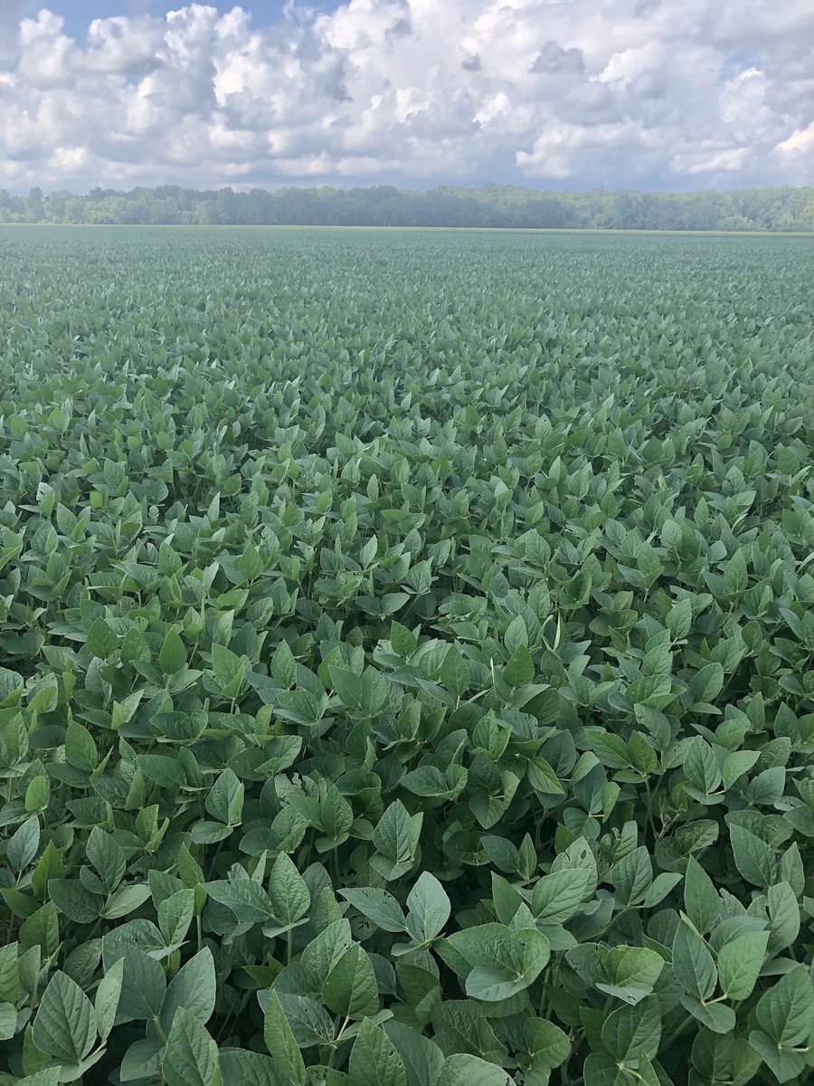 channelseed7's tweet image. Interesting to pull the data through @FieldView on a field of soybeans in East Central, MO. We tested #Delaro Fungicide on beans. Higher test weight on soybeans as well. Grower commented that in the clay/gumbo/sand, seemed like it helped the beans yield more. #GatewayPrecisionAg