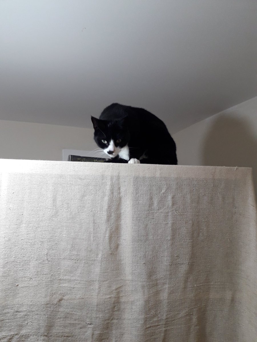 runningwomble's tweet photo. I haven't mentioned that I'm going to be painting the ceiling #diycat https://t.co/92vvvZGyjb