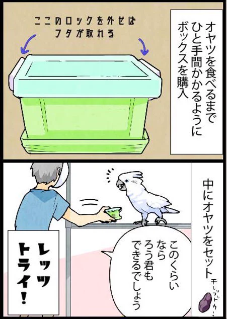 オウムがオヤツBOXを開けられるようになるまで①
始めはいつもこんな感じです。 