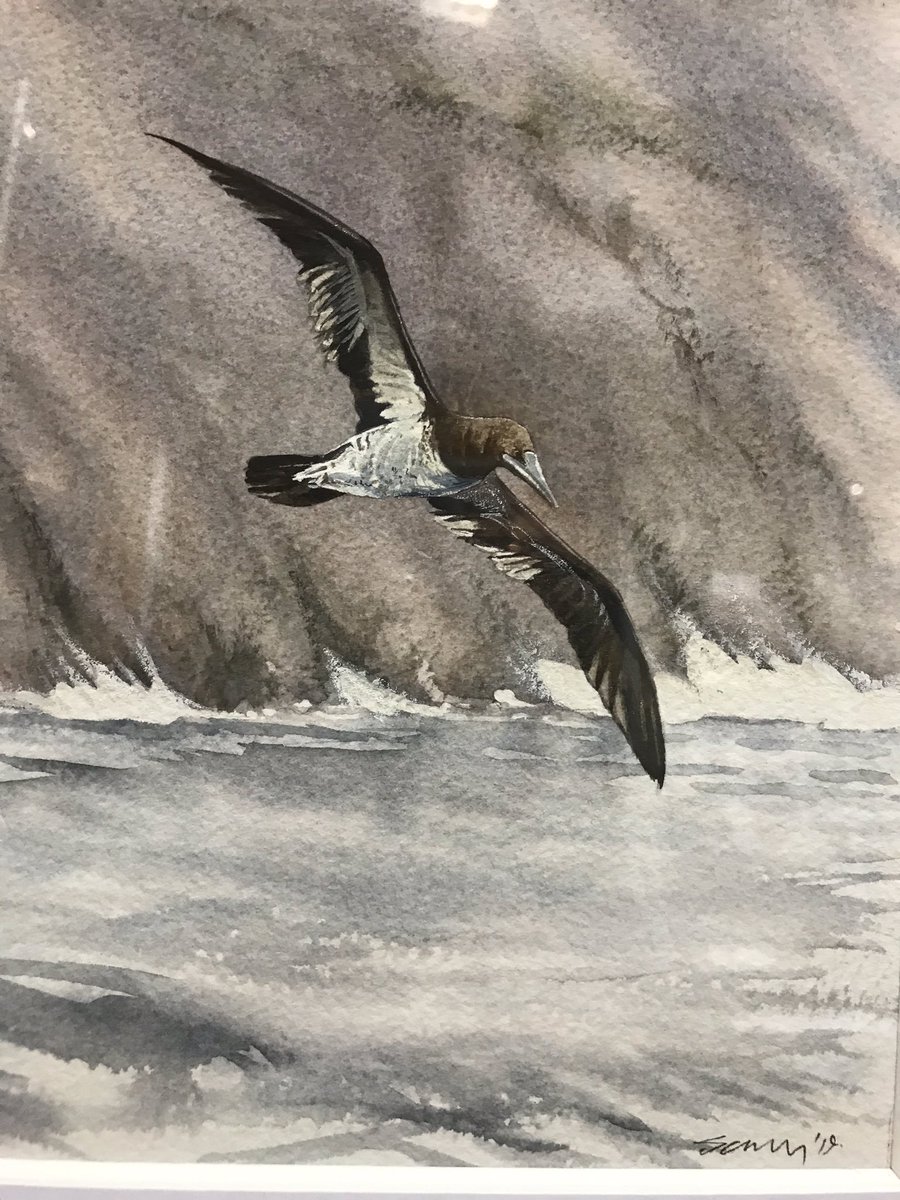 swoptics's tweet image. I’m totally thrilled with my new Ray Scally painting of the Kynance Bay Brown Booby. What a talented artist Ray is, depicting what must be the 2019 Bird of the Year? @scally_ray @cwlbirds @CBWPS1
