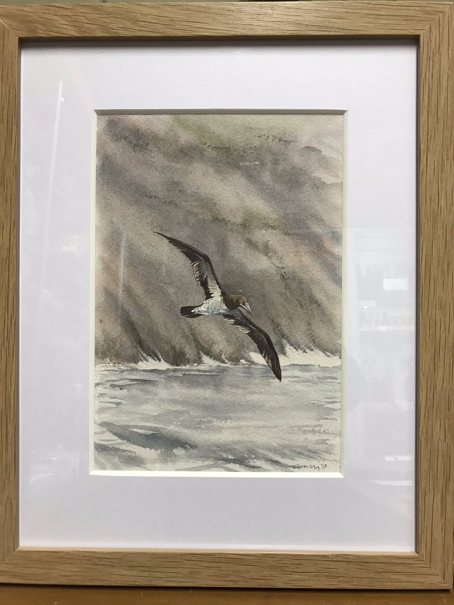 swoptics's tweet image. I’m totally thrilled with my new Ray Scally painting of the Kynance Bay Brown Booby. What a talented artist Ray is, depicting what must be the 2019 Bird of the Year? @scally_ray @cwlbirds @CBWPS1