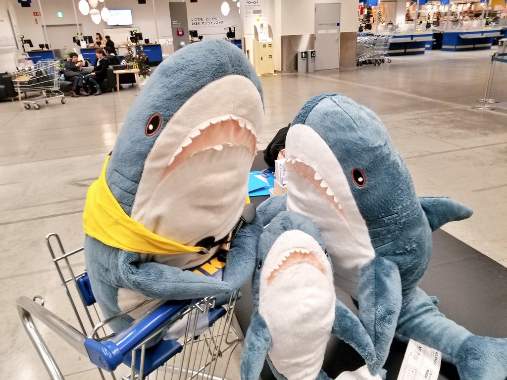 Ikeaのサメ用アカ ワタザメ On Twitter 仲間のために売り込みするワタちゃん 飼ってって 飼ってって 安いよみんな良い子だよ サメたち 買ってー 飼い主が呼び込みに負けて家族が増えました