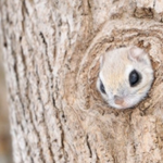 【動物界にDIY】エゾモモンガのおうちが可愛すぎて話題に