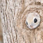 【動物界にDIY】エゾモモンガのおうちが可愛すぎて話題に