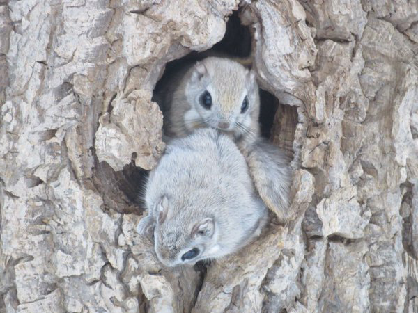 動物界にdiy エゾモモンガのおうちが可愛すぎて話題に 話題の画像プラス