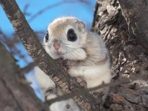 【動物界にDIY】エゾモモンガのおうちが可愛すぎて話題に