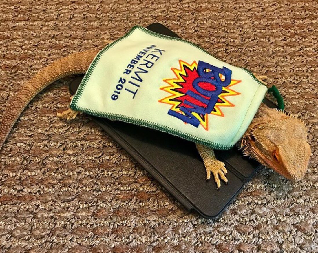 ageckoandhispjs's tweet photo. Here is my brother Kermit rocking his Beardie of the Month cape made by the amazing @ubbysnstuff #beardeddragon #leopardgecko #geckosoftwitter #geckos #reptiles #reptilesoftwitter #leos #beardies #crestedgeckos #snakes #coldbloodedpets #petsarefamily #innerbeauty #geckolove https://t.co/CHjitGvuCx