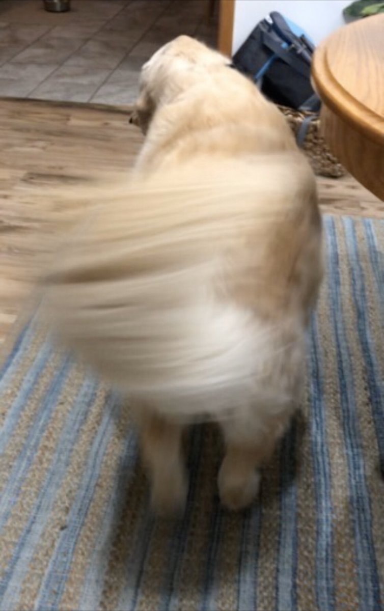 WalterTheGolden's tweet image. So fluffy you can’t focus
 #FluffyButtFriday   #GRC