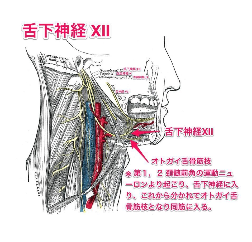 かずひろ先生 なるほど解剖学 舌筋の運動を支配する神経は 神経 である 解答 舌下神経 舌筋の運動を支配する神経は舌下神経です オトガイ舌骨筋枝は舌下神経の枝に見えるが 頚神経叢に由来 解剖学 消化器系 口腔 舌 一問一答 T Co かずひろ先生 なるほど解剖学 舌筋の運動を支配する神経は 神経 である 解答 舌下神経 舌筋の運動を支配する神経は舌下神経です オトガイ舌骨筋枝は舌下神経の枝に見えるが 頚神経叢に由来 解剖学 消化器系 口腔 舌 一問一答 T Co