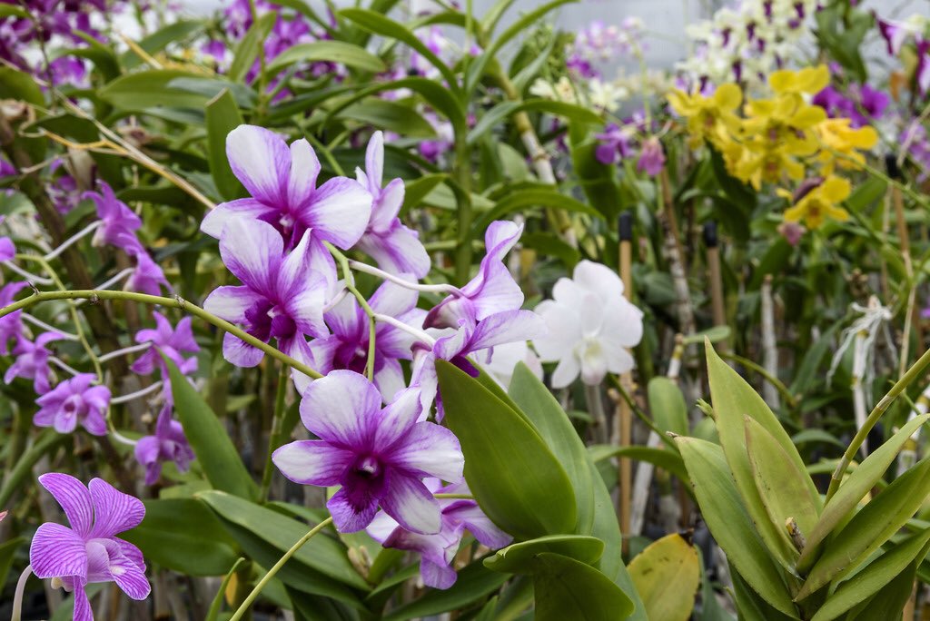 Our  @SIGardens sees its orchid seedlings grow up to three times faster because we use reclaimed rainwater, reducing reliance on municipal water. With over 4,000 orchids in our collection, this saves us a lot of water and results in unblemished foliage.