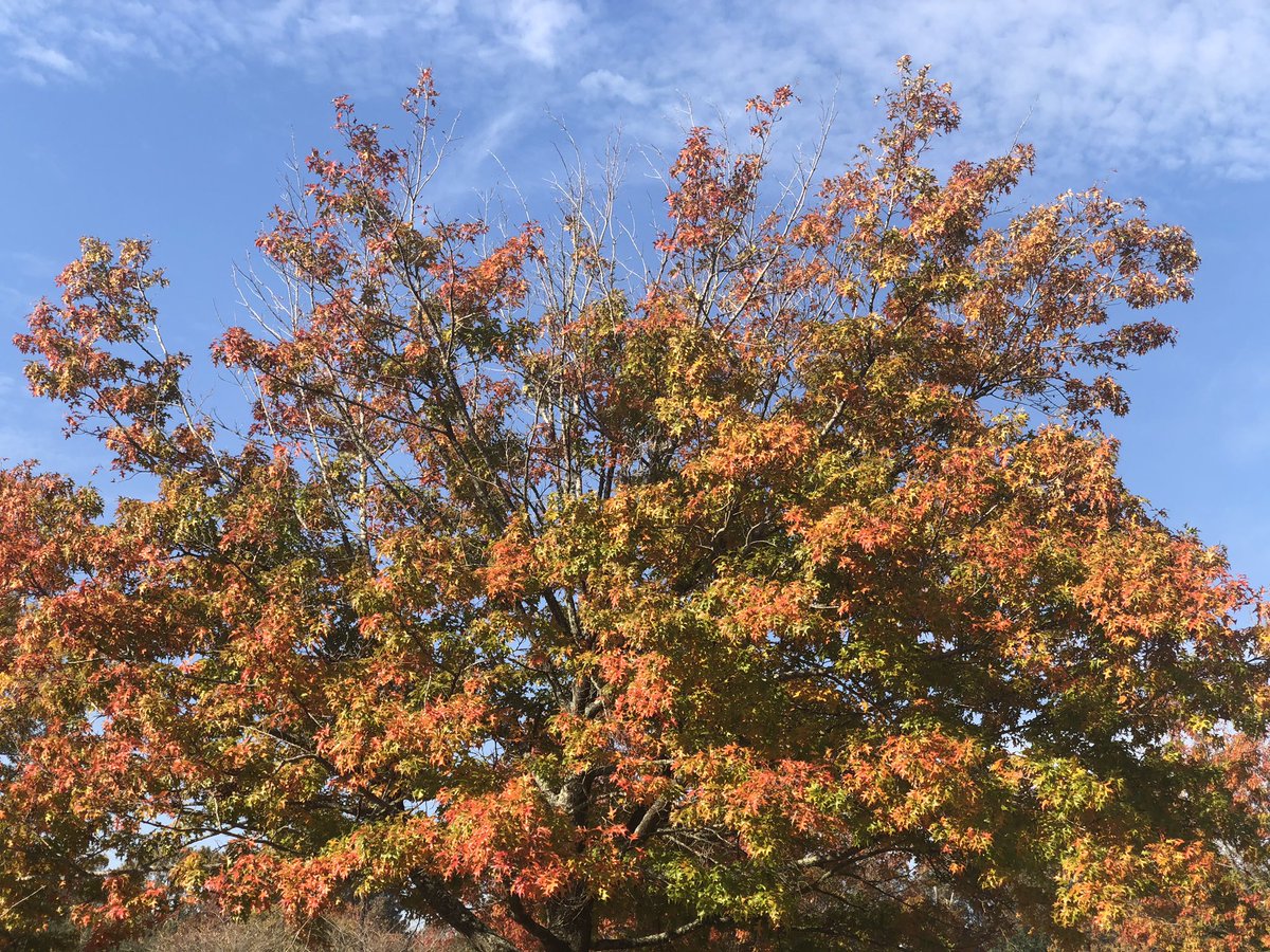 QueenMalarcher's tweet photo. Do you ever just stop and watch leaves falling? I do! These #TreeShots were taken in a 20 ft radius! The trees are kinda like people; changing at their own pace! I love that! And, I encourage each of you to simply #Change it up a bit! Donโt be stuck in a rut!
#DegreesOfFall https://t.co/Th7QUfTbpD