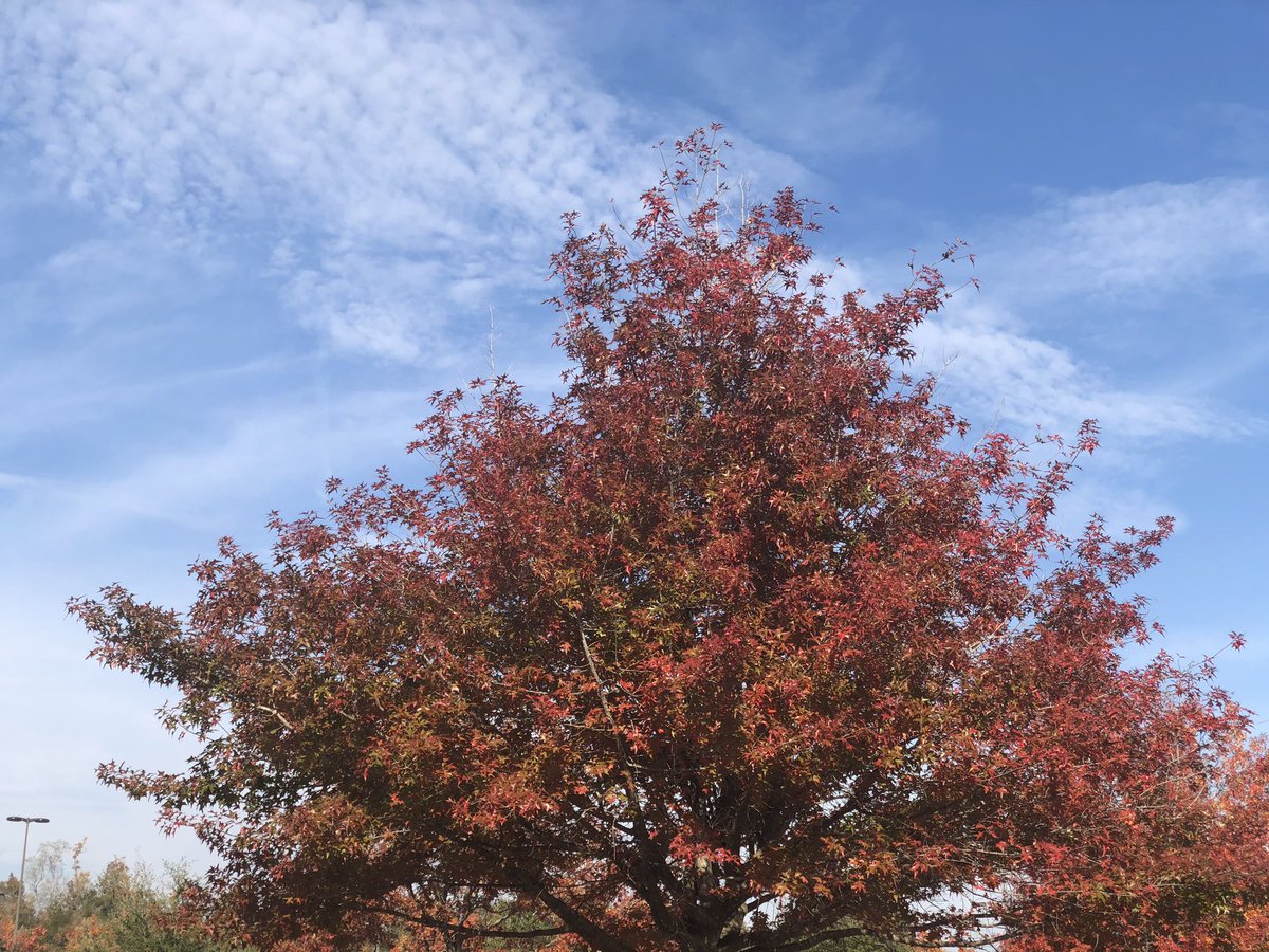 QueenMalarcher's tweet photo. Do you ever just stop and watch leaves falling? I do! These #TreeShots were taken in a 20 ft radius! The trees are kinda like people; changing at their own pace! I love that! And, I encourage each of you to simply #Change it up a bit! Donโt be stuck in a rut!
#DegreesOfFall https://t.co/Th7QUfTbpD