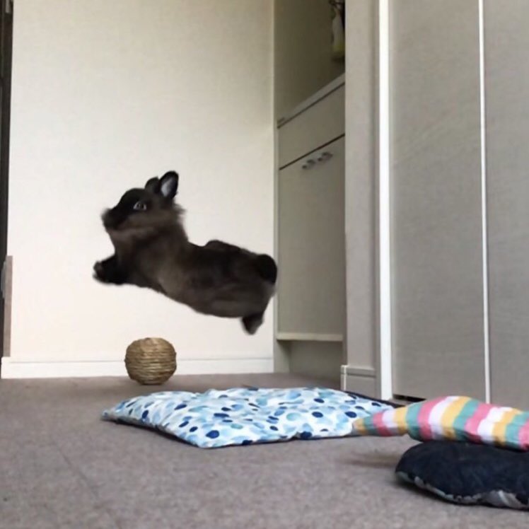 VIINI THE RABBIT tweet media