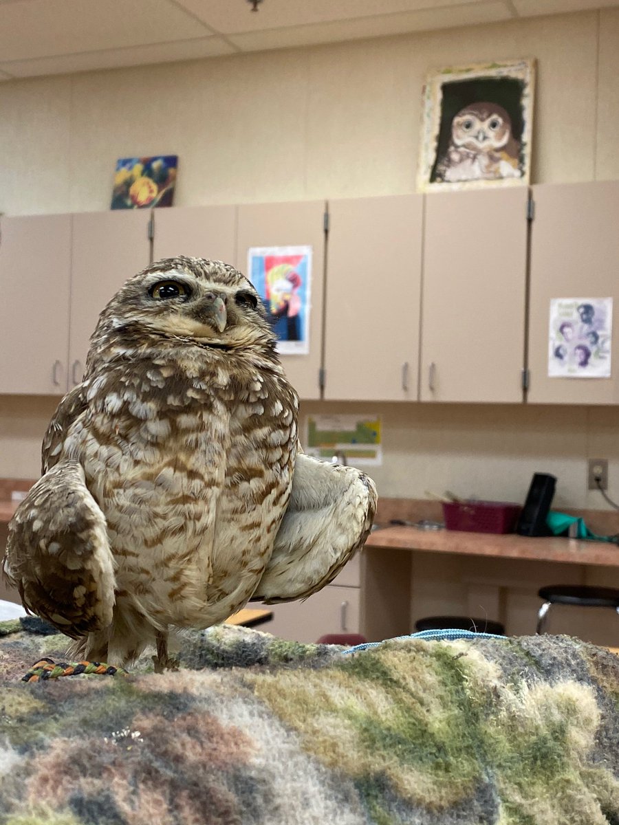 MsKMcIver's tweet photo. Saskatchewan Burrowing Owl Interpretive Centre visits @WKCWolverines with Cricket, the 6 year old burrowing owl! https://t.co/QgjvHSlEdr #endangeredspecies #sciencetrek #nativeprairie https://t.co/YBaQhoUaSB