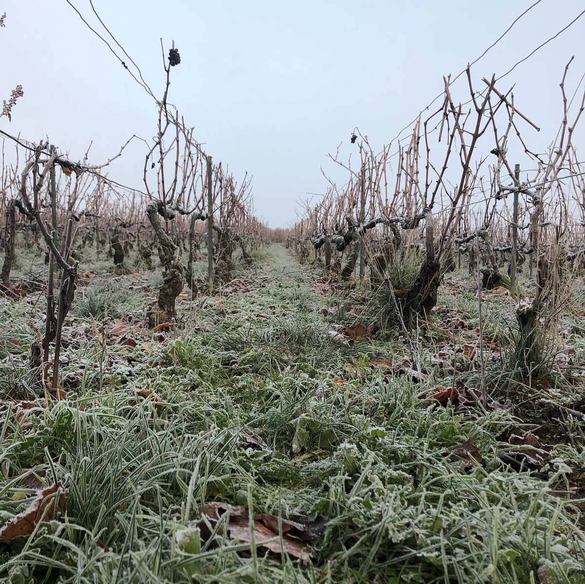 Vue matinale... 😃
|| Morning view... .
#ecueil #champagne #vigneron #lacourtegodbillon #champagnelacourtegodbillon  #montagnedereims 
#grower #champagnegrower #pinotnoir