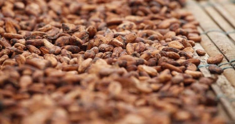 The cocoa price in New York has increased significantly and reached an 18-month high of US$2,637/ton in the week beginning Monday 11 November 2019

buff.ly/2NYC8gu