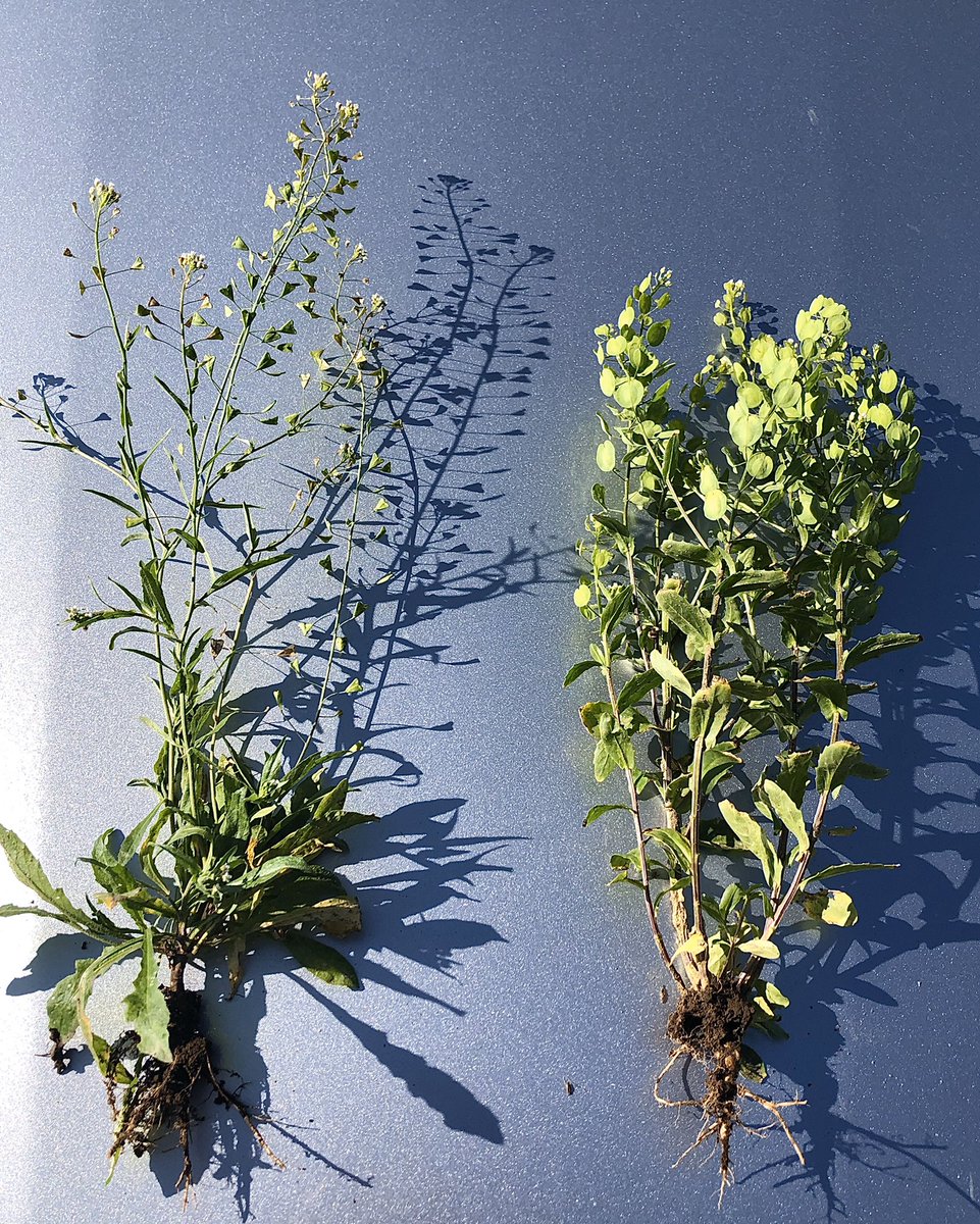vegfruitweedsci's tweet photo. Shepherds purse vs field pennycress https://t.co/GndBuEHyh5