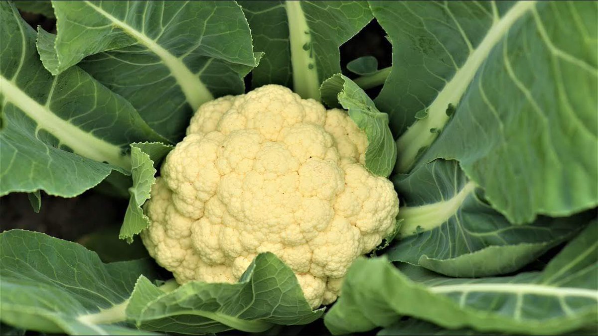 NOVi_233's tweet photo. The chameleon of vegetables, cauliflower fits in every meal of you know how to make it. ⁣
They are tasty, easy to prepare and can replace high-carb foods in several recipes. ⁣
⁣
#YourGroceryFriend #NOViDelivers https://t.co/Zzb2BJtaip