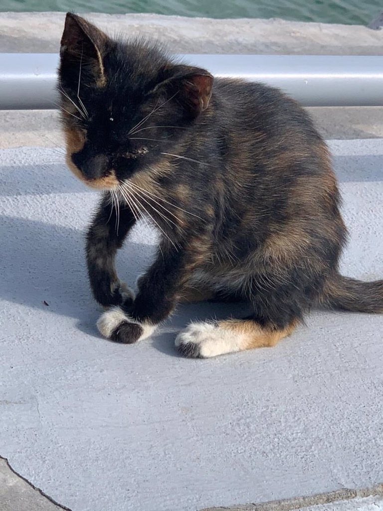 Mohammed Alfaraj tweet media