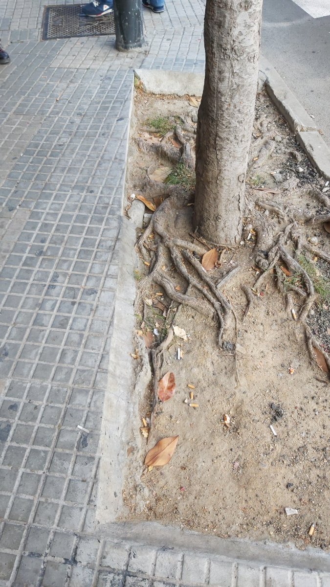 bertaangli's tweet photo. #mapathonupcterrassa #public4 Paviment a diferent nivell que la terra de l'arbre. https://t.co/FIXHmVJ6tV