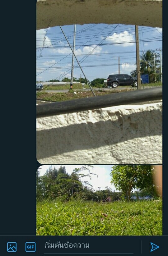 หมูขิงเเมว tweet media