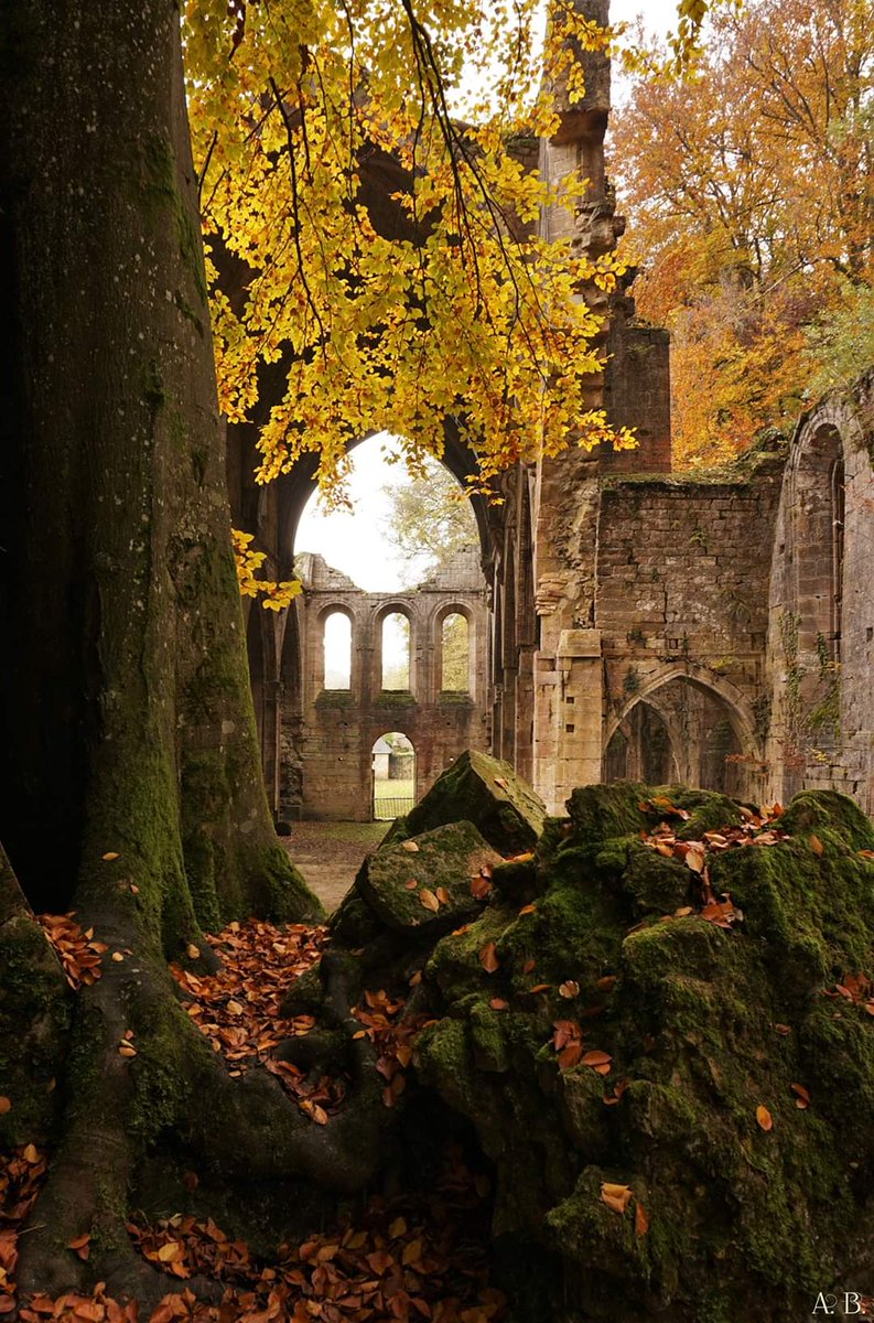 abbaye3f's tweet image. L'automne à l'abbaye de Trois-Fontaines 🍁🧡🍂

#marne #hautemarne #saintdizier #champagne #grandest  #patrimoine #automne
@fond_patrimoine @bernstephane