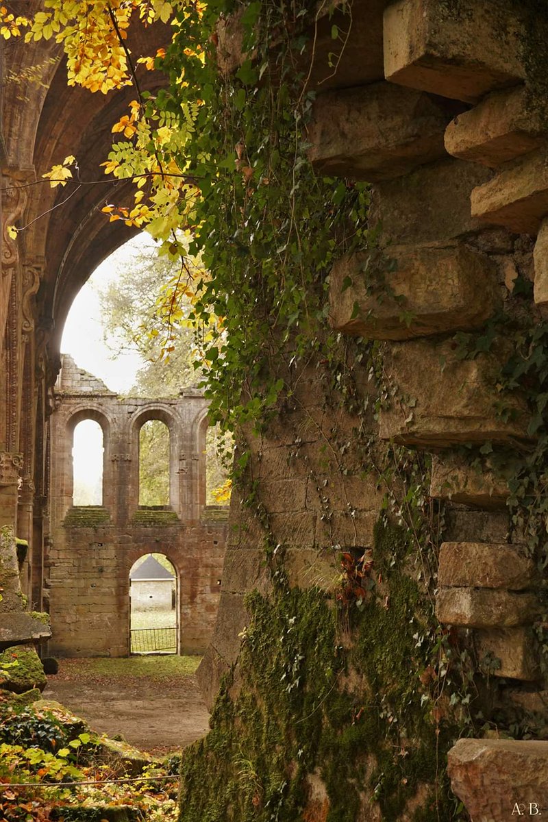 abbaye3f's tweet image. L'automne à l'abbaye de Trois-Fontaines 🍁🧡🍂

#marne #hautemarne #saintdizier #champagne #grandest  #patrimoine #automne
@fond_patrimoine @bernstephane