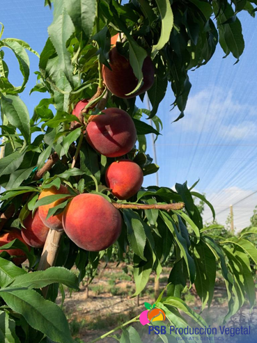 PSBProduccionV's tweet photo. Seguimos recibiendo fotos de Sudáfrica. Esta vez tenemos a Artemis, melocotón rojo de carne amarilla.
We are still getting photos from South-Africa. This time we have Artemis, a yellow flesh peach.
#Buffatsgenetics https://t.co/J2lAysRLeT