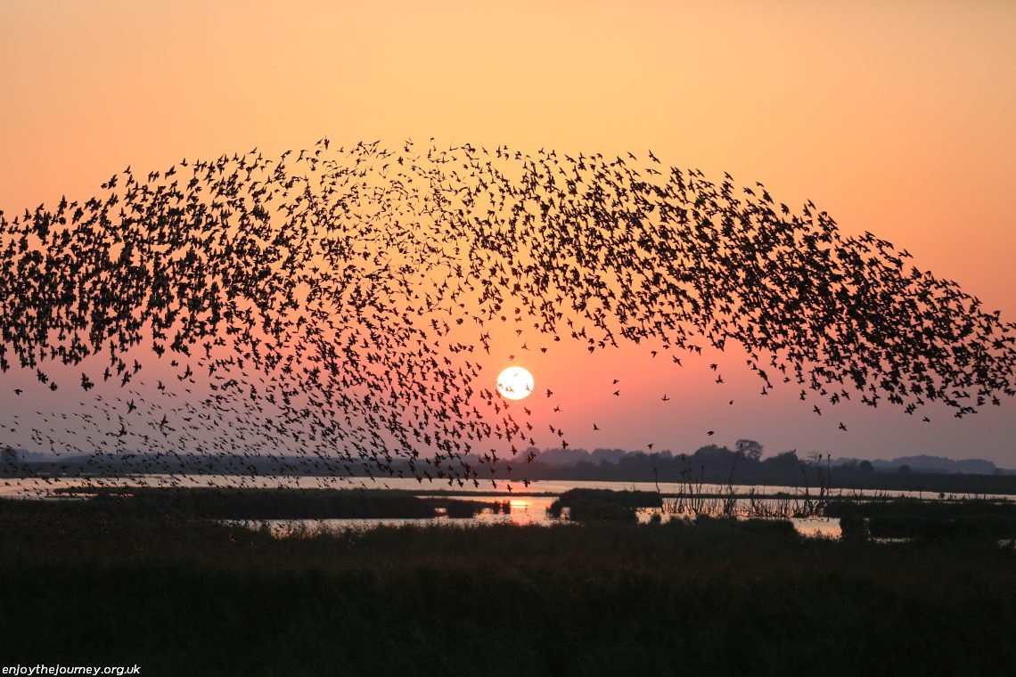 Matahari hitam. Ini adalah nama lain dari 'Sort Sol', fenomena alam yang  terjadi di Denmark. Selama bulan Maret - April, ada satu juta burung yang  terbang di langit saat senja datang. Karena
