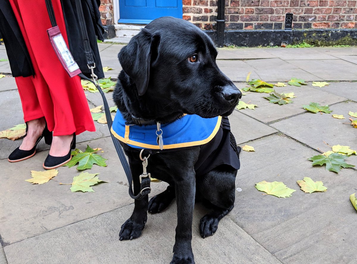 We welcomed a very special graduate today - say hello to Toby, hard-working hearing dog and the newest graduate of BSc Physiotherapy (Barkchelor of Science) 🎓

#WeAreYSJ