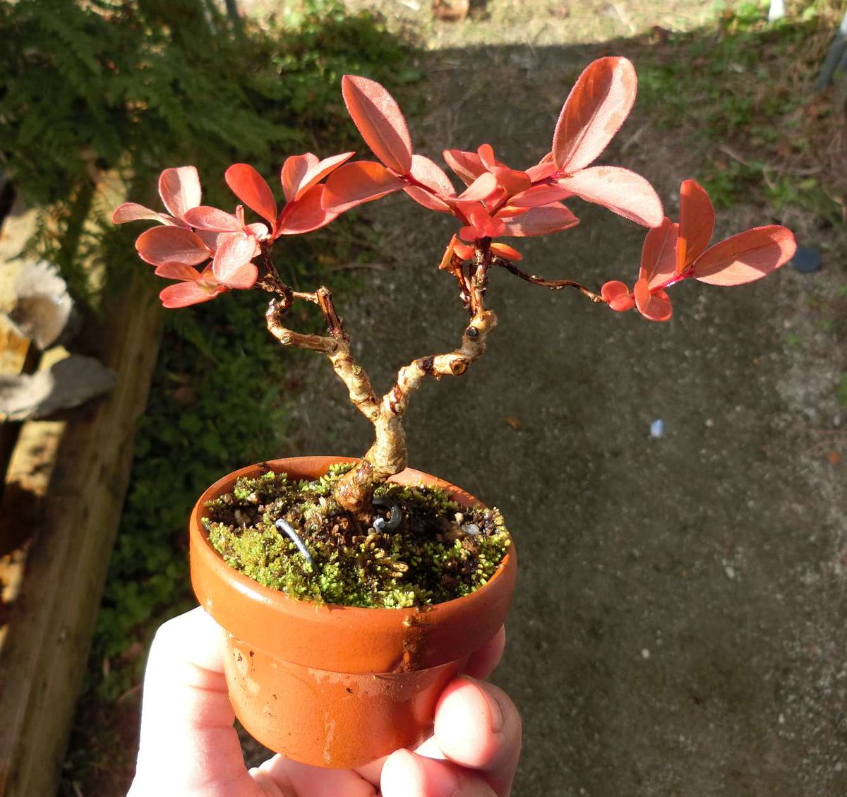 5ｃｍ盆栽 ミニ盆栽 サルスベリ ちょうどいい時期が短いんですけど 百日紅の紅葉も赤くて綺麗です