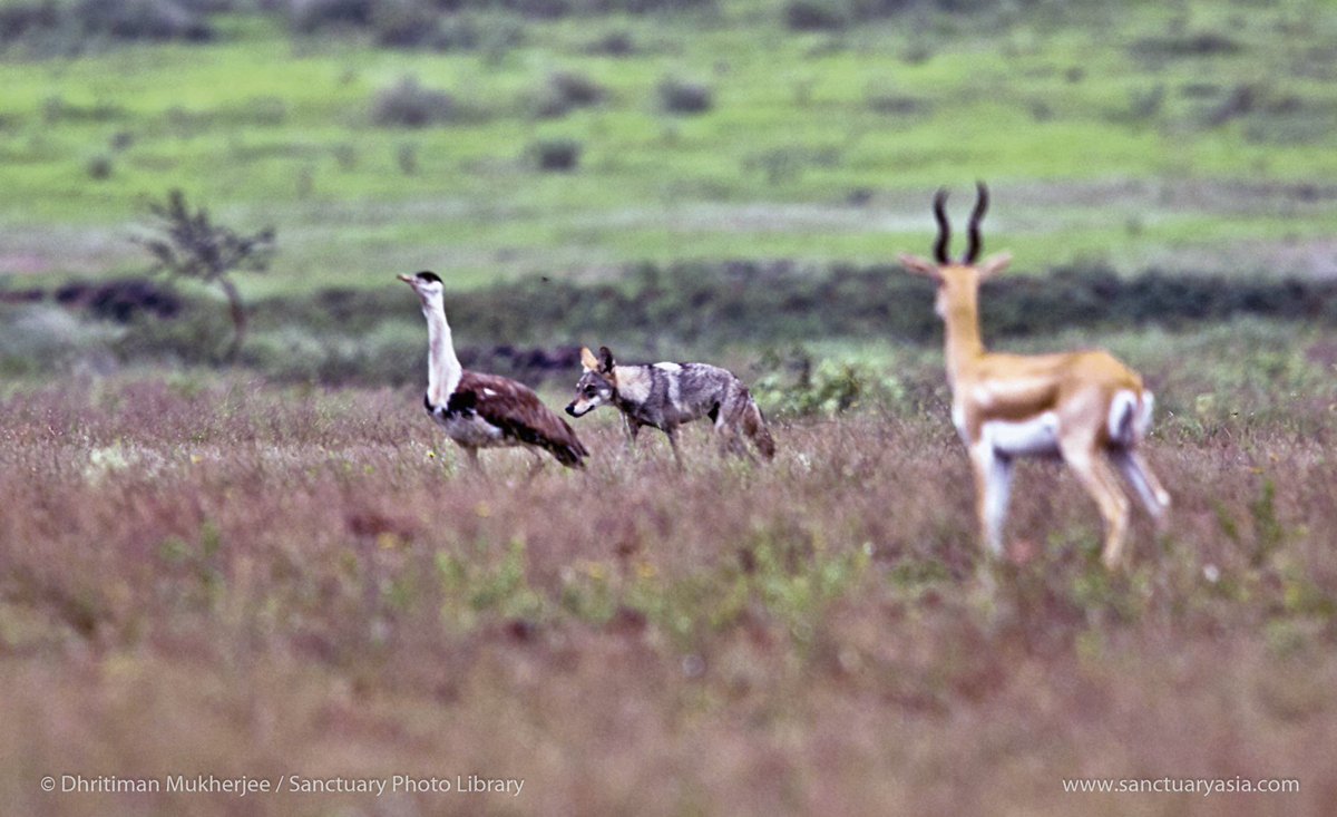 SanctuaryAsia's tweet photo. 📸: Dhritiman Mukherjee
The grey wolf, blackbuck, and Great Indian Bustard are often found in the same landscapes such as Nannaj and are struggling to survive as their #grassland ecosystems are under tremendous pressure. #GIB More in our Wild #Mahrashtra: https://t.co/HwwJvCgyOg https://t.co/pc2G0cXfs4