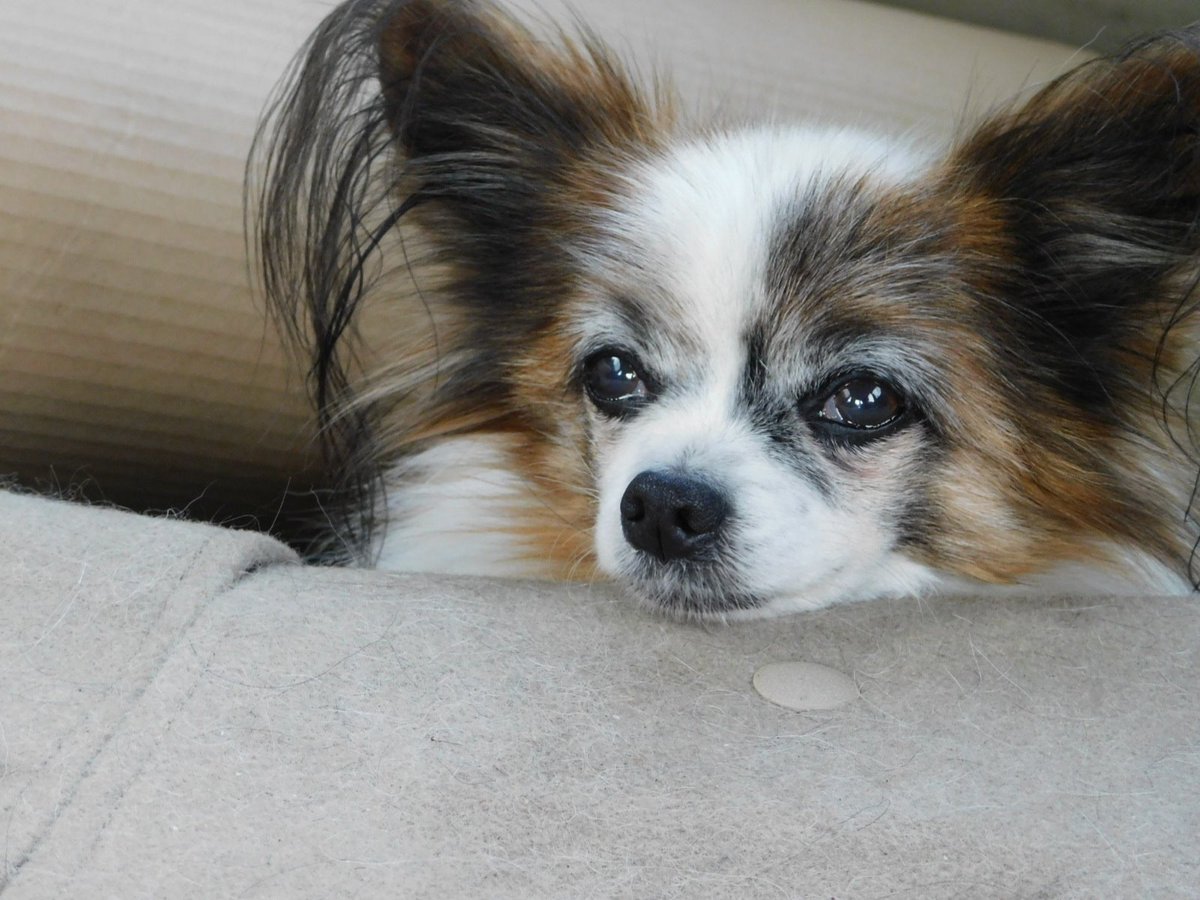 本日の仕事でパピヨンのユ～ちゃんを連れて
行ったのですが・・
後ろの席に乗っていましたので信号待ちでチラリ
と見たのですが・・チョットビビってしまいました。
落ち武者じゃ・・

#パピヨン
#落ち武者

ホームページ
URL  eonet.ne.jp/~aikousa/