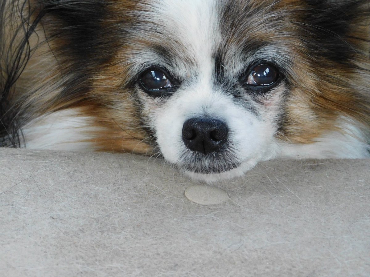 伊達英二📷🐕 tweet media