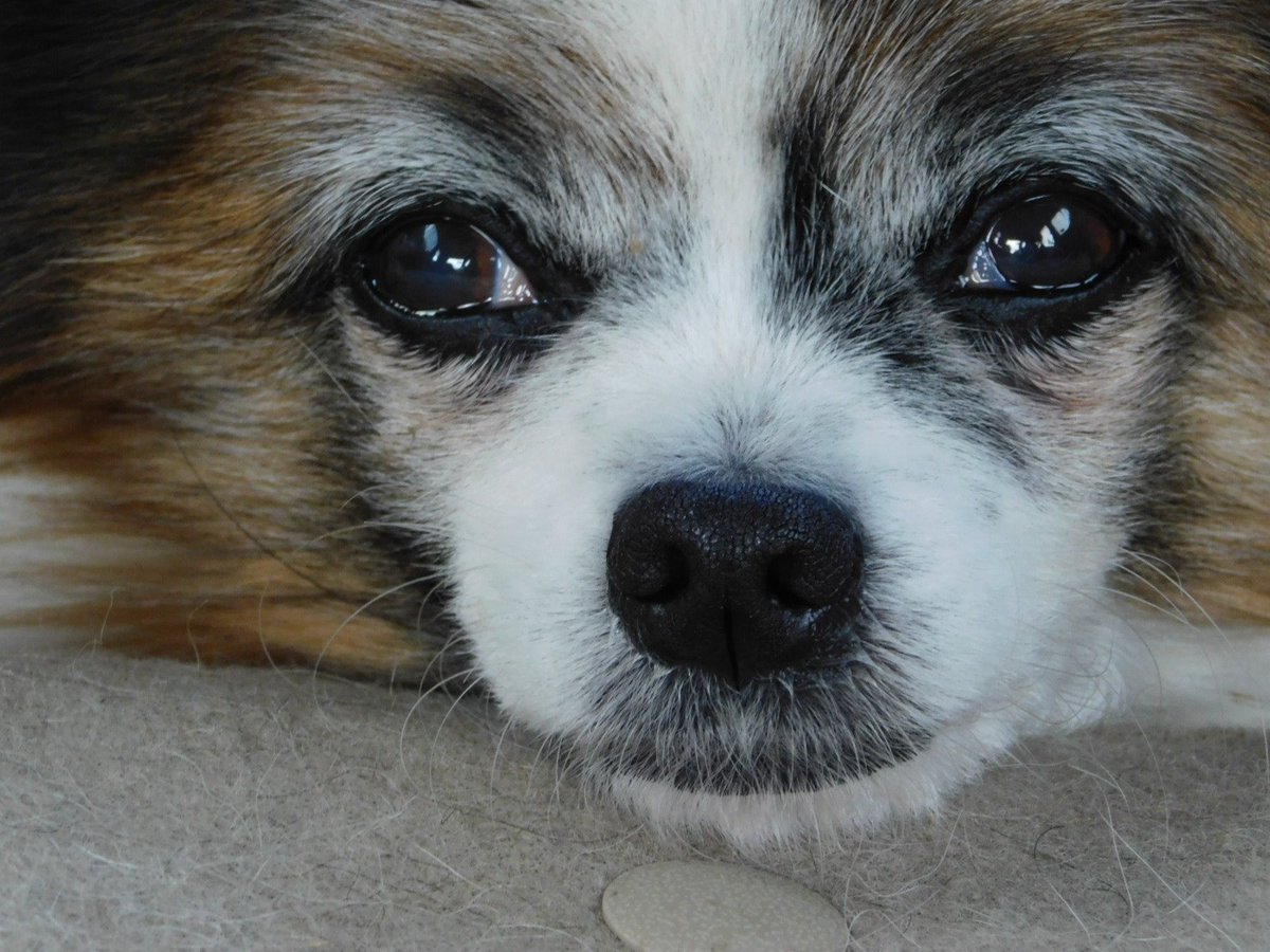 伊達英二📷🐕 tweet media