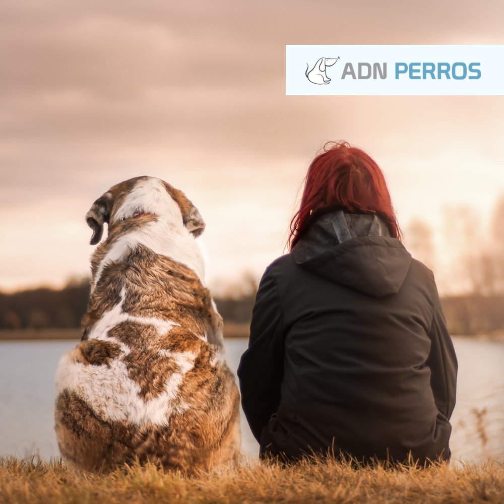 AdnPerros's tweet photo. Para muchas personas, una vida sin perro estaría incompleta 💔

La amistad canina 🐶 es inigualable, fiel y completamente desinteresada ❤️ .

👉 ¿Piensas lo mismo?

#perros #animales #dogs #canes #mascotas #amigos #amistad #AdnPerros https://t.co/TvqwaY3lPA
