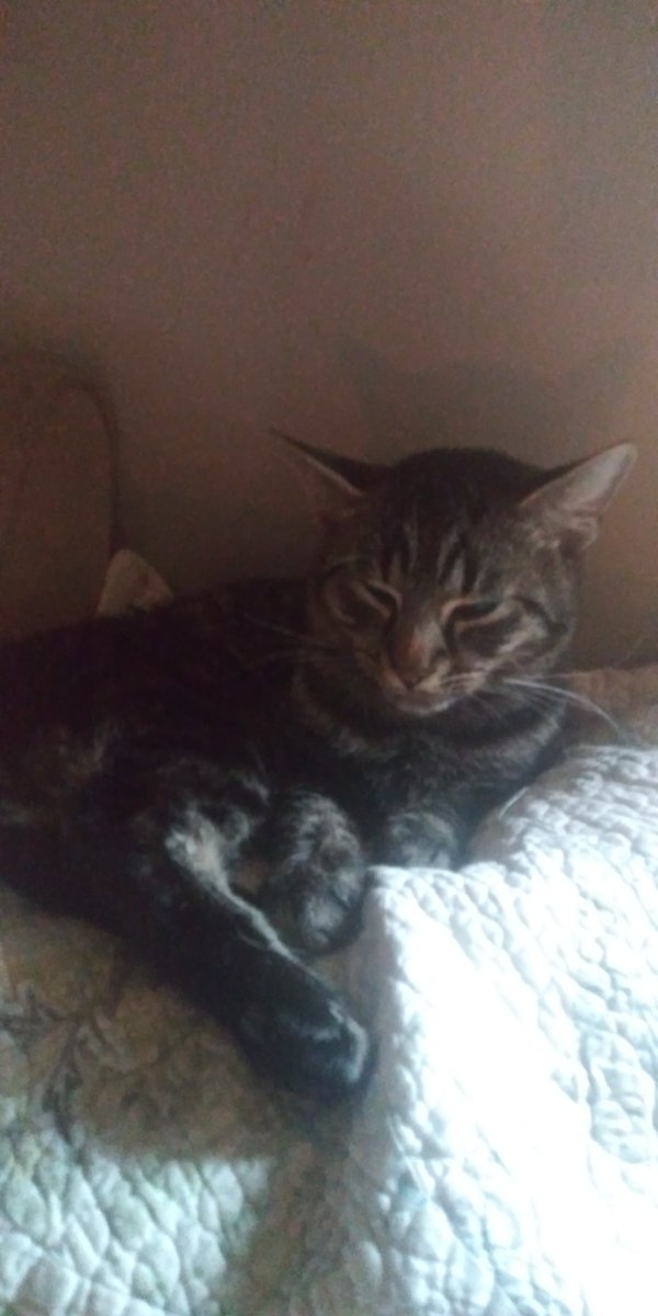 kezzytidrow's tweet photo. I'm raising money for My big boy. He's had an accident. I dont normally ask for help but this is dire so I'm reaching out here. Please read the campaign for details. Any bit helps. Even a RT helps. 
https://t.co/eLFfclnFY7 
#findom #dommes #paypigs #paypets @piggyslavery1 https://t.co/F5xvXGmC9V