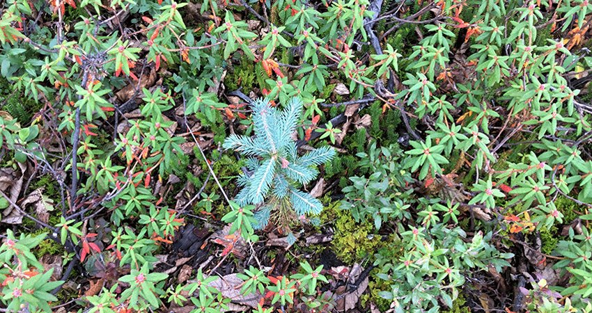BC_FPBoard's tweet photo. #DYK more than 200 million seedlings (about 3 for every tree cut) are planted every year to supplement natural growth. #BCforests #forests https://t.co/8Mwba8aLlt