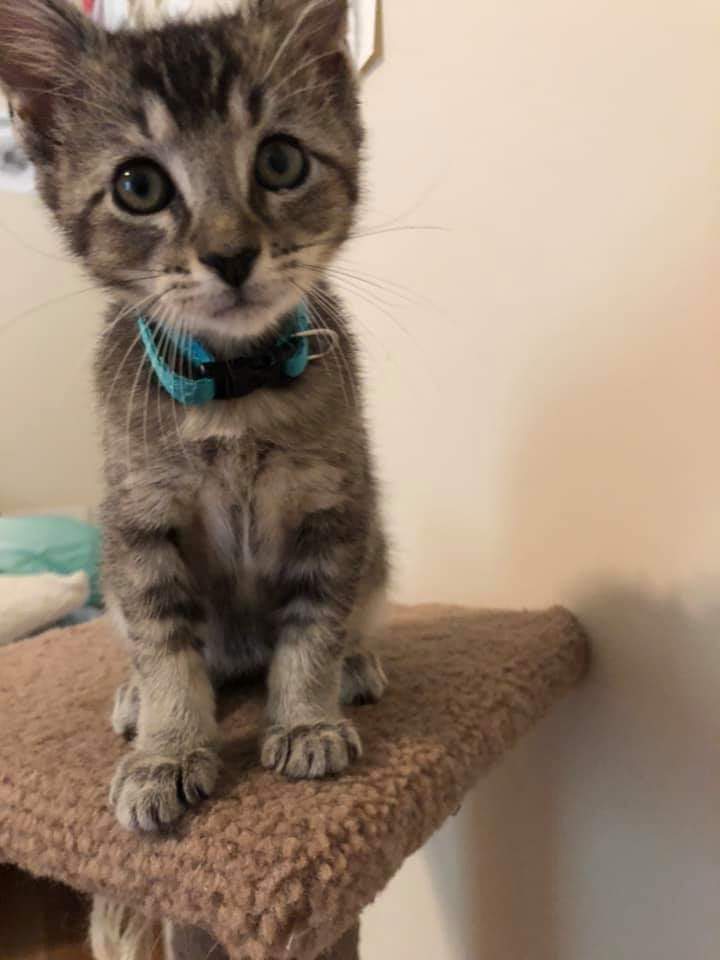 APSU Paws to Care tweet media