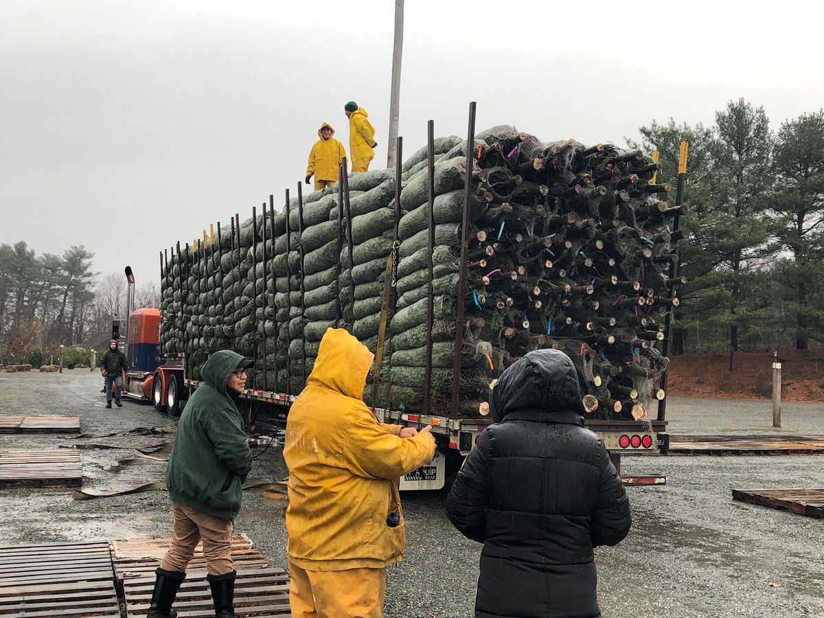 Date correction, Balsam and Fraser firs available for purchase starting today, November 20th at 234 Newbury St!