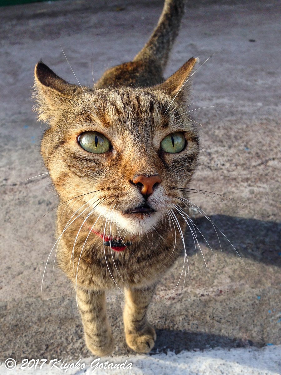 House cat on the Galapagos Islands