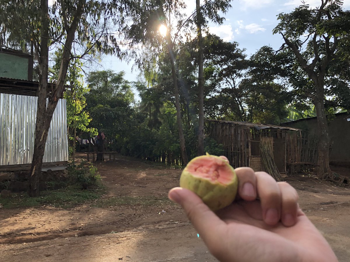 One of my most favorite things of reporting in Ethiopia: road side guavas. #nprlife