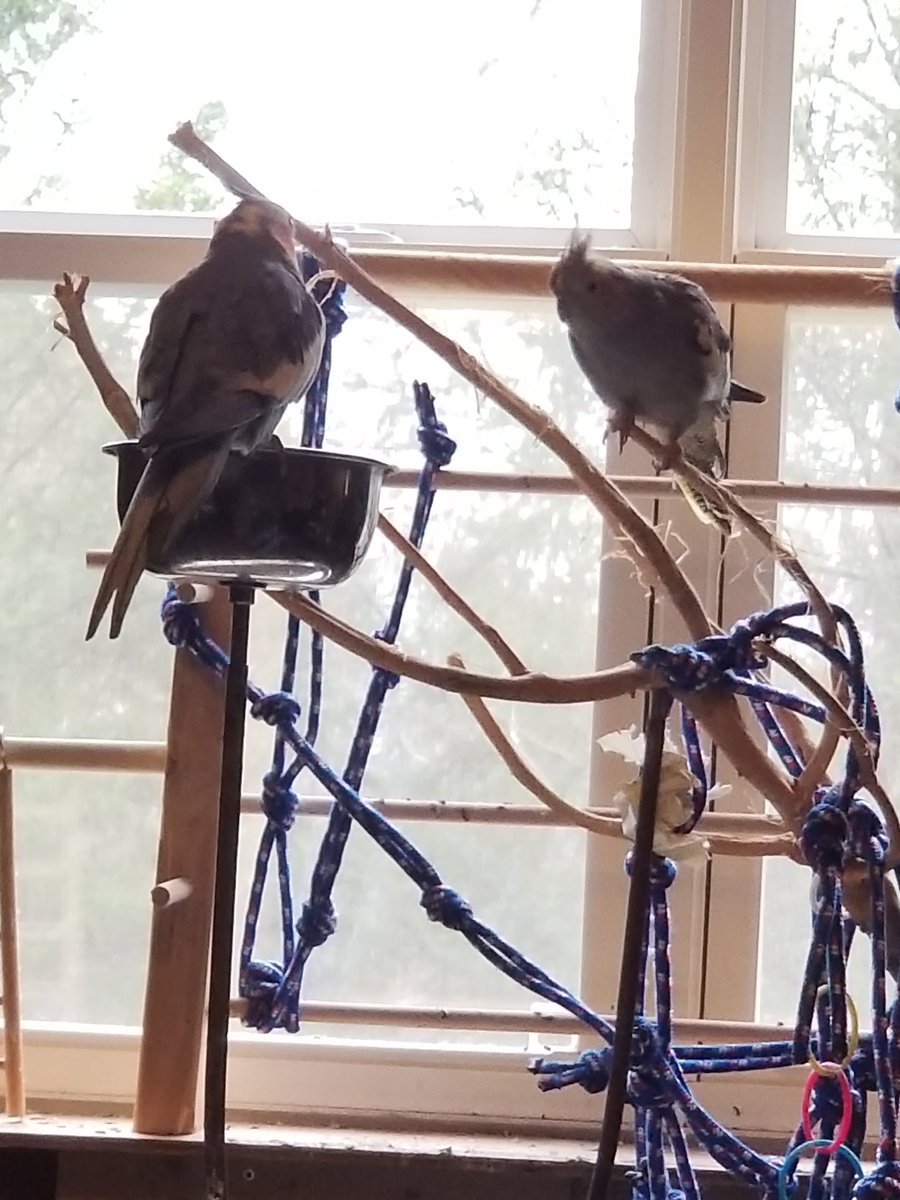 I dont like sharing the treat bowl with Gino.. #birbs
