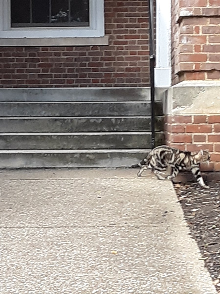 APSU Paws to Care tweet media