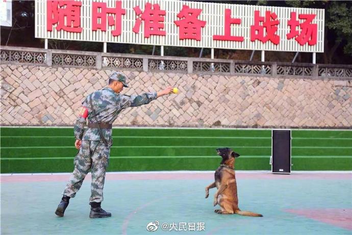 Uzivatel 人民日報people S Daily Na Twitteru 軍犬列裝儀式 8只軍犬正式編入作戰序列 它是戰場上的 無言戰士 也是軍人最親密的伙伴 它們有個共同的名字 軍犬 18日清晨 東部戰區陸軍某海防旅組織軍犬列裝儀式 這是該旅首次組織這項儀式 標誌著8名新戰友 Uzivatel 人民日報people S Daily Na Twitteru 軍犬列裝儀式 8只軍犬正式編入作戰序列 它是戰場上的 無言戰士 也是軍人最親密的伙伴 它們有個共同的名字 軍犬 18日清晨 東部戰區陸軍某海防旅組織軍犬列裝儀式 這是該旅首次組織這項儀式 標誌著8名新戰友