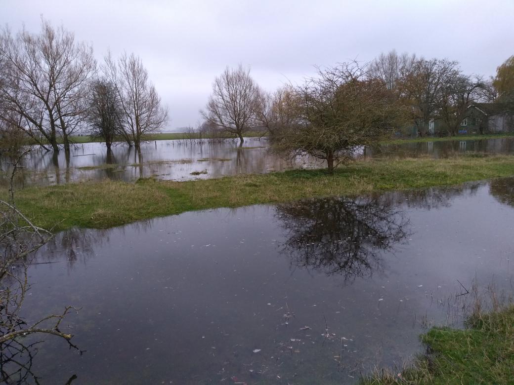FairCloseFarm's tweet image. Bit soggy in daisy field this week