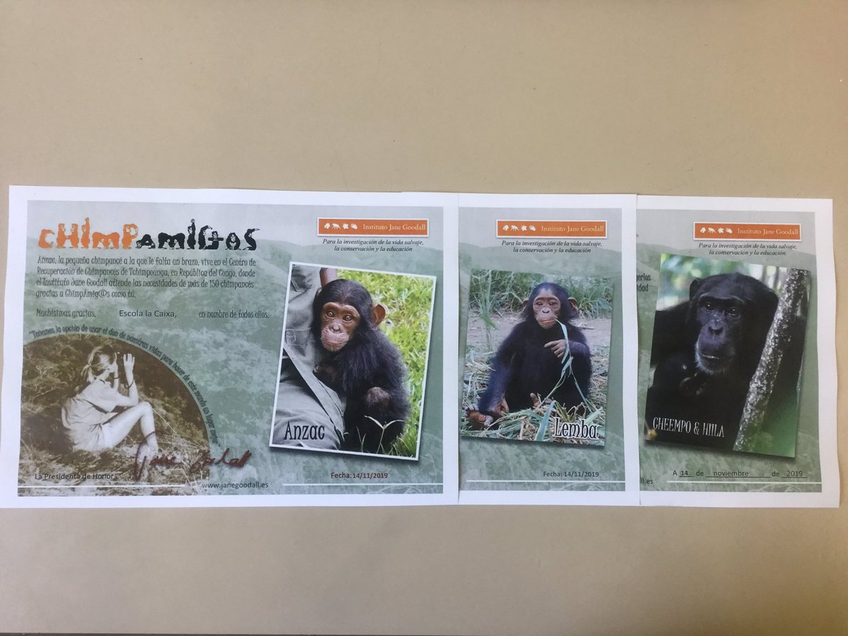 Després d’haver recollit 90 mòbils durant el tercer trimestre del curs passat hem pogut apadrinar 4 ximpanzés: ANZAC, LEMBA, CHEEMPO i HIILA! Gràcies a tothom per la participació! Aquest curs seguim amb la recollida de mòbils!